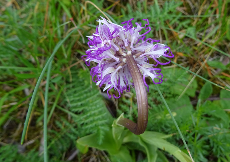 Orchis simia